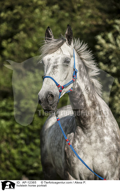 holstein horse portrait / AP-12365