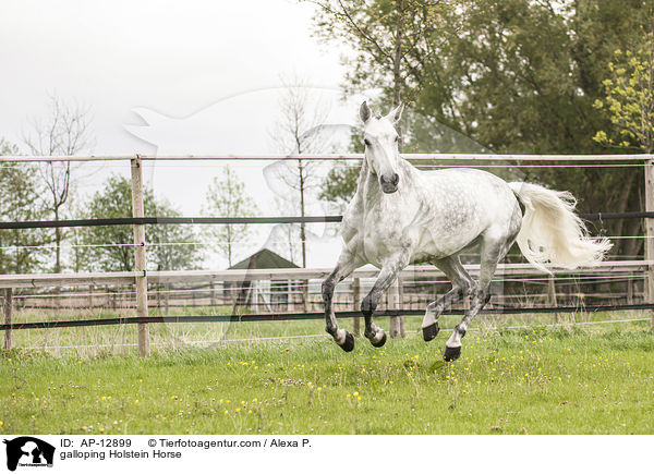galloping Holstein Horse / AP-12899