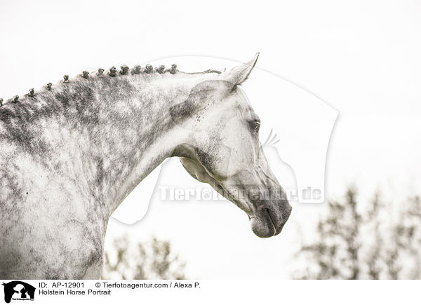 Holstein Horse Portrait / AP-12901