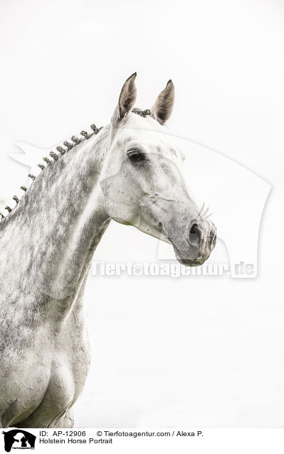 Holstein Horse Portrait / AP-12906