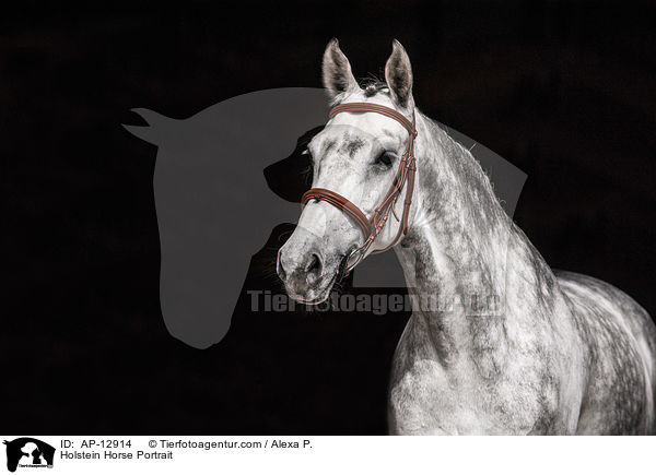 Holstein Horse Portrait / AP-12914