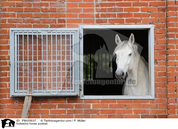 holsteins horse portrait / PM-05637