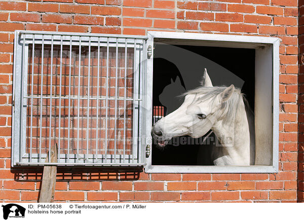 holsteins horse portrait / PM-05638