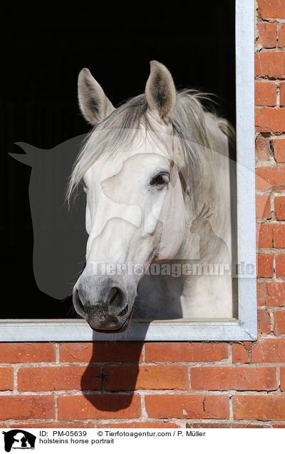 holsteins horse portrait / PM-05639