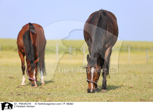 2 Holstein Horses / PM-06376