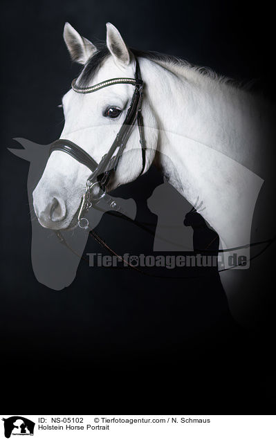 Holstein Horse Portrait / NS-05102