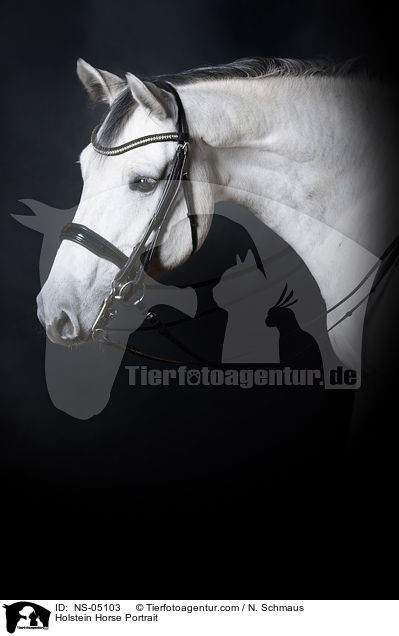 Holstein Horse Portrait / NS-05103