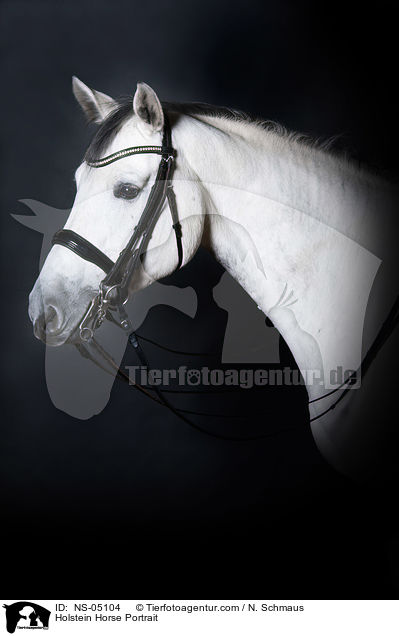 Holstein Horse Portrait / NS-05104