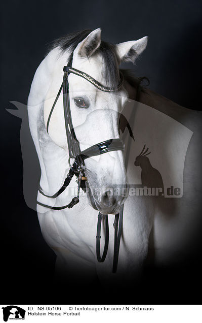Holstein Horse Portrait / NS-05106