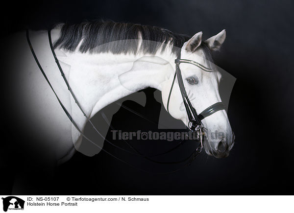 Holstein Horse Portrait / NS-05107