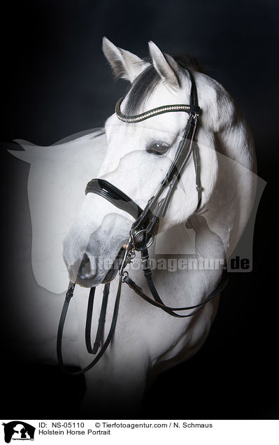 Holsteiner Portrait / Holstein Horse Portrait / NS-05110