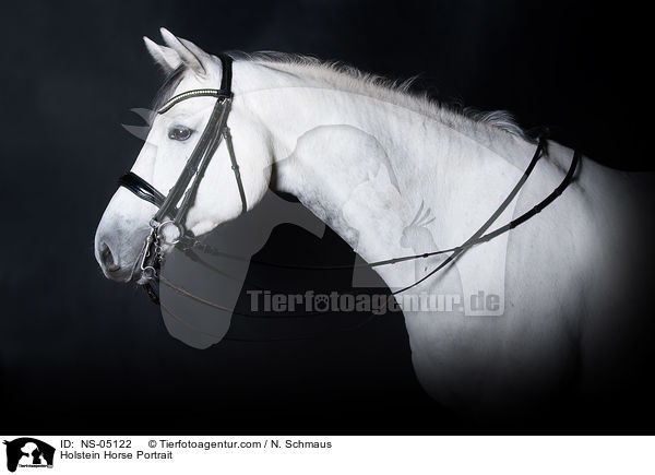Holstein Horse Portrait / NS-05122