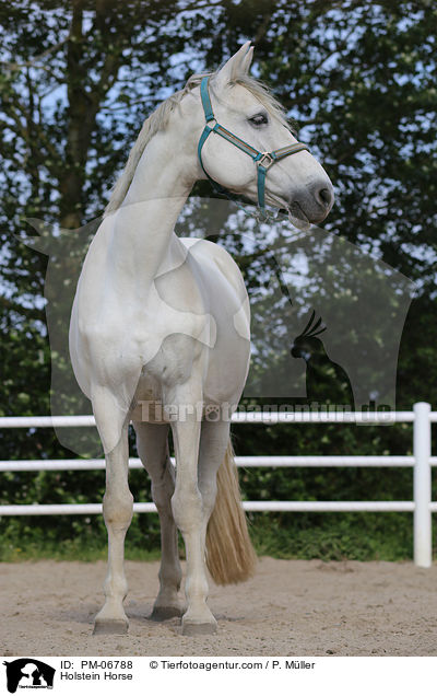 Holstein Horse / PM-06788