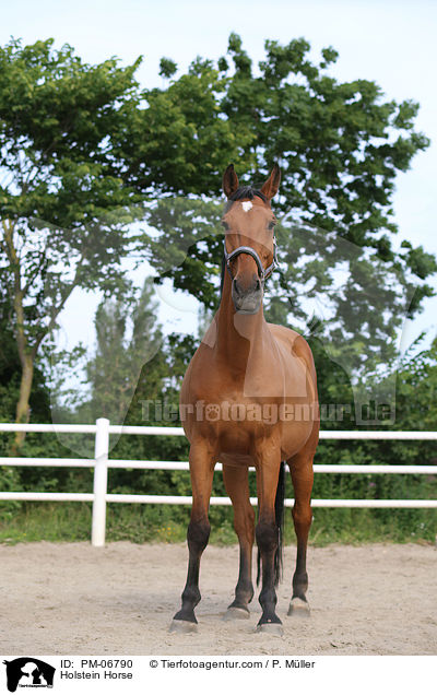 Holstein Horse / PM-06790