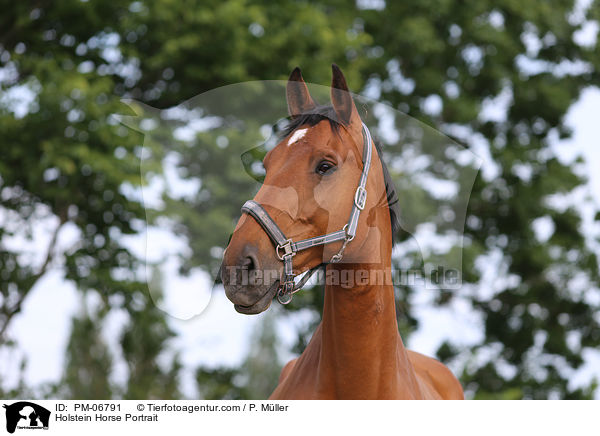 Holsteiner Portrait / Holstein Horse Portrait / PM-06791