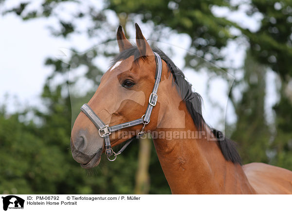 Holsteiner Portrait / Holstein Horse Portrait / PM-06792