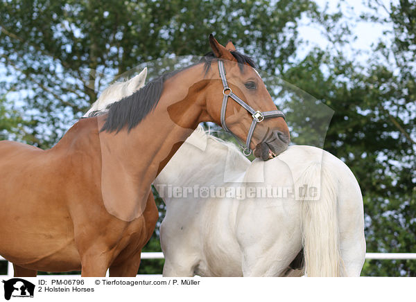 2 Holsteiner / 2 Holstein Horses / PM-06796