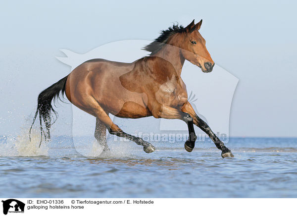 galoppierender Holsteiner / galloping holsteins horse / EHO-01336