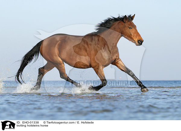 trotting holsteins horse / EHO-01338