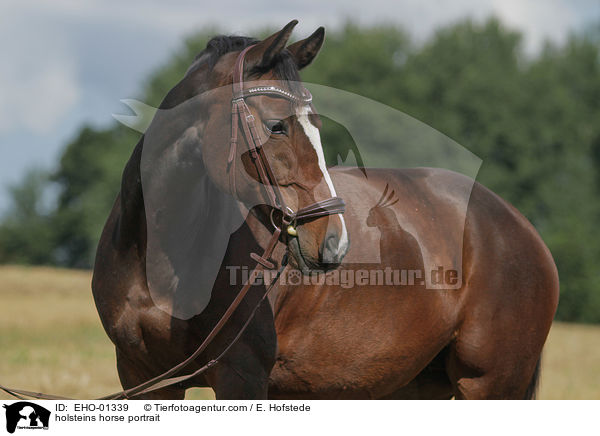 Holsteiner Portrait / holsteins horse portrait / EHO-01339