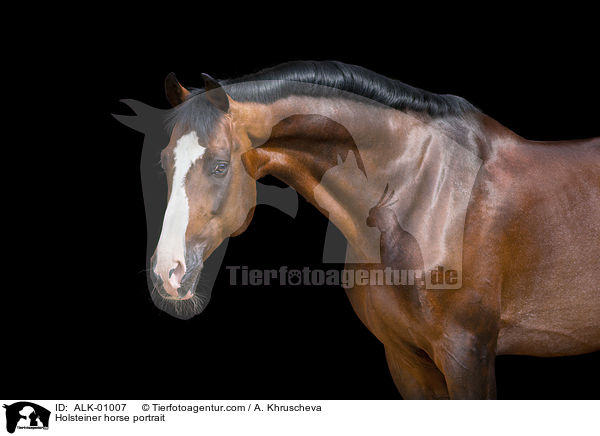 Holsteiner horse portrait / ALK-01007