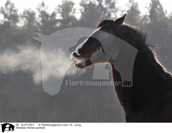 Holstein Horse portrait / KJ-01401