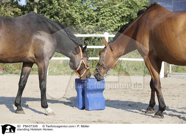stehende Holsteiner / standing Holstein Horses / PM-07306