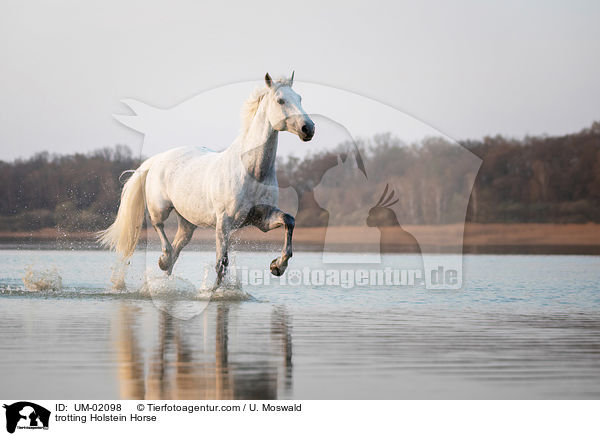 trotting Holstein Horse / UM-02098