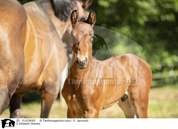 2 Holsteiner / 2 Holstein Horses / VJ-03645