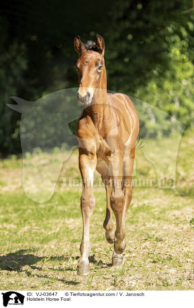Holstein Horse Foal / VJ-03647