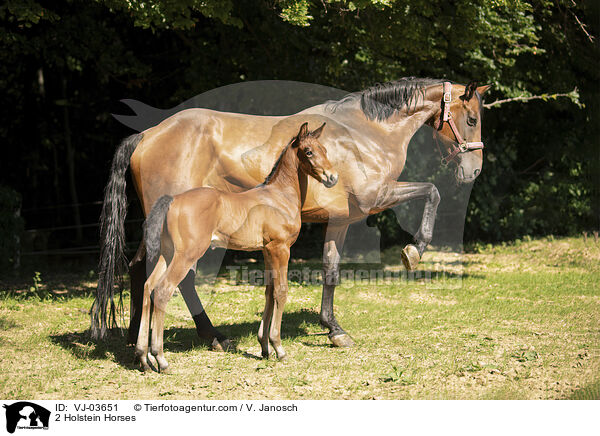 2 Holsteiner / 2 Holstein Horses / VJ-03651