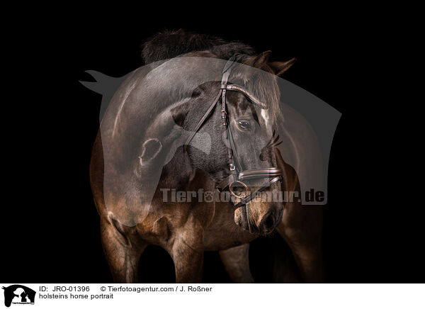 holsteins horse portrait / JRO-01396