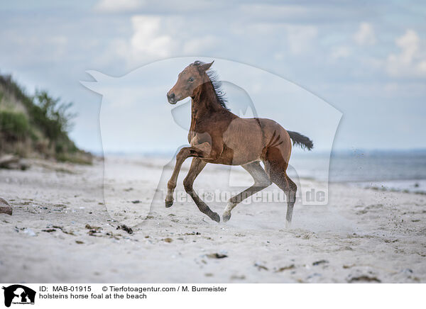Holsteiner Stutfohlen am Strand / holsteins horse foal at the beach / MAB-01915