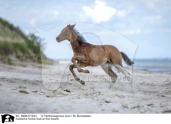 Holsteiner Stutfohlen am Strand / holsteins horse foal at the beach / MAB-01923