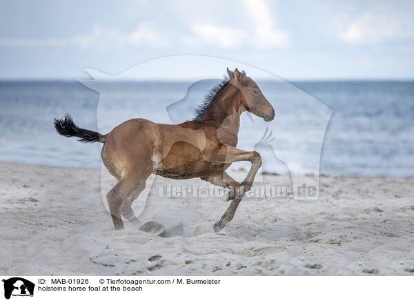 holsteins horse foal at the beach / MAB-01926