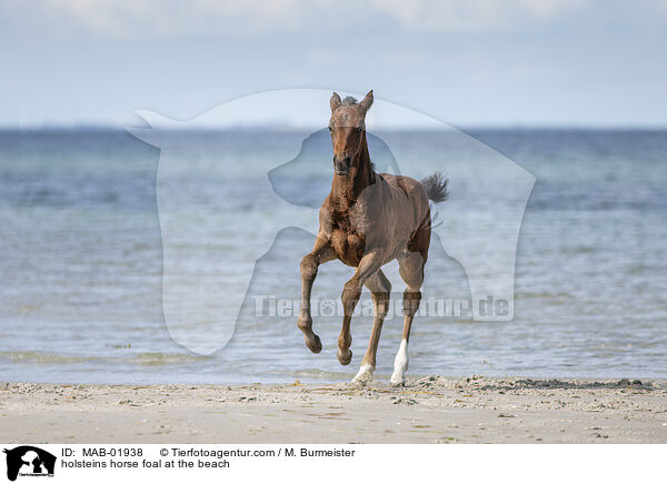 holsteins horse foal at the beach / MAB-01938