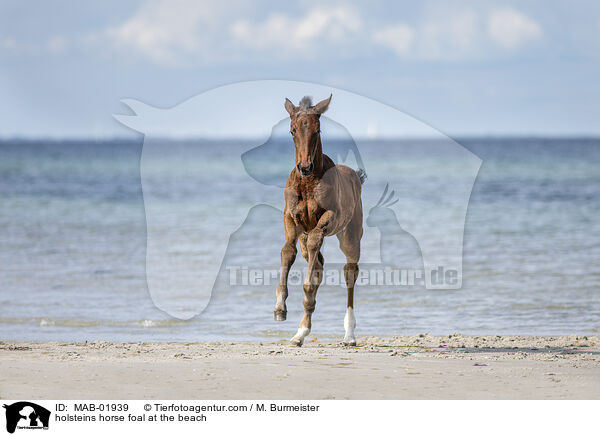 Holsteiner Stutfohlen am Strand / holsteins horse foal at the beach / MAB-01939
