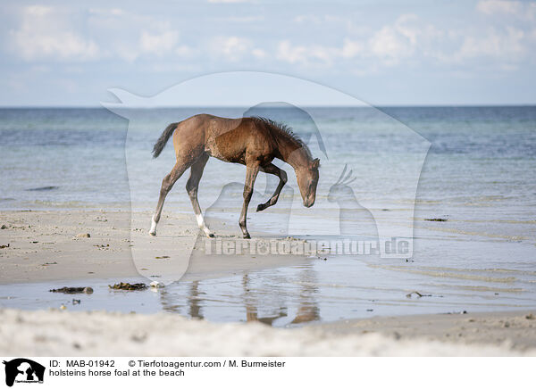 Holsteiner Stutfohlen am Strand / holsteins horse foal at the beach / MAB-01942