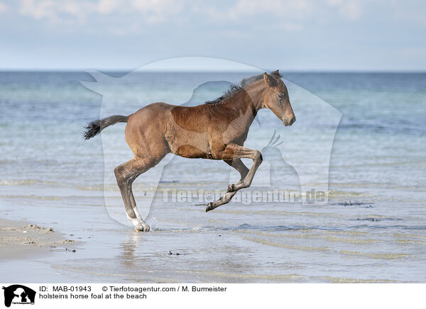 Holsteiner Stutfohlen am Strand / holsteins horse foal at the beach / MAB-01943