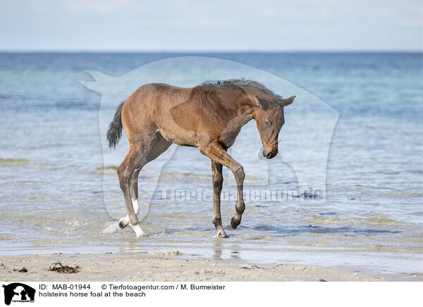 holsteins horse foal at the beach / MAB-01944