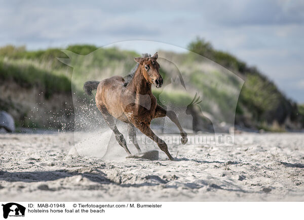 Holsteiner Stutfohlen am Strand / holsteins horse foal at the beach / MAB-01948