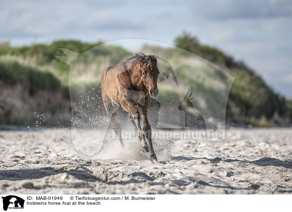Holsteiner Stutfohlen am Strand / holsteins horse foal at the beach / MAB-01949