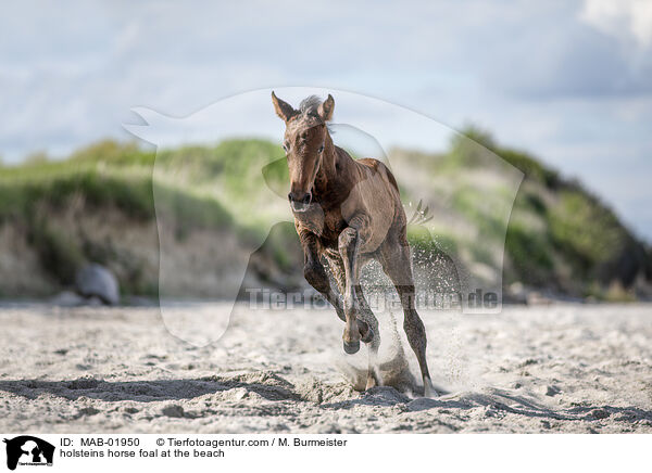 Holsteiner Stutfohlen am Strand / holsteins horse foal at the beach / MAB-01950