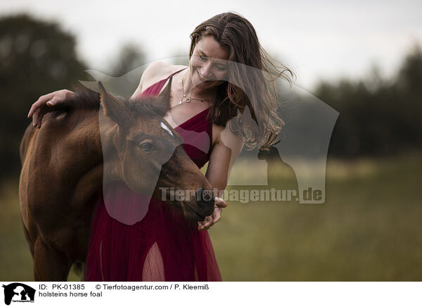 Holsteiner Fohlen / holsteins horse foal / PK-01385