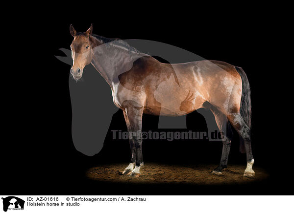 Holsteiner im Studio / Holstein horse in studio / AZ-01616