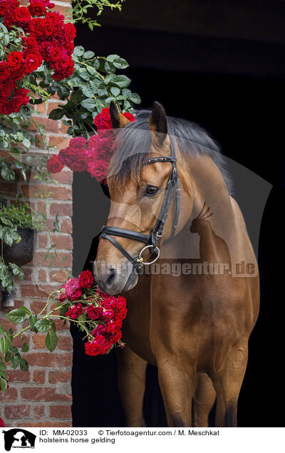 Holsteiner Wallach / holsteins horse gelding / MM-02033