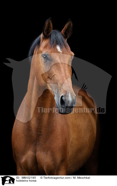 Holsteiner / holsteins horse / MM-02185