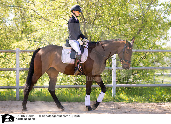 Holsteiner / holsteins horse / BK-02694