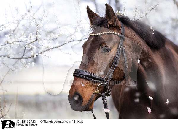 holsteins horse / BK-02723