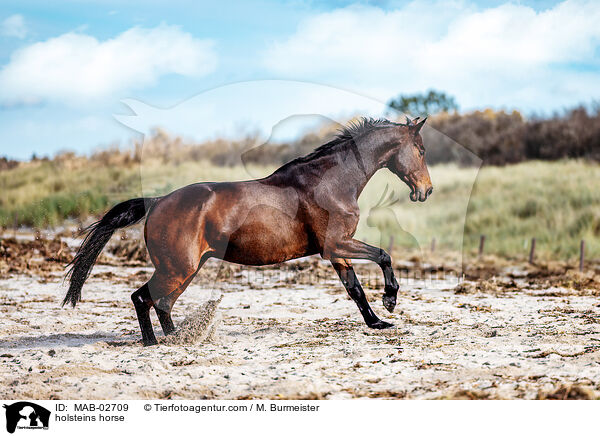 holsteins horse / MAB-02709